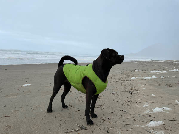 Sadie on the beach in a green jacket