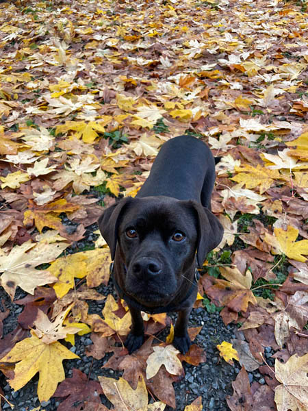 Sadie in fall leaves