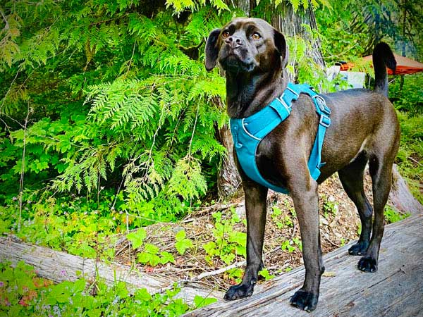 Sadie on a mossy log in the PNW forest