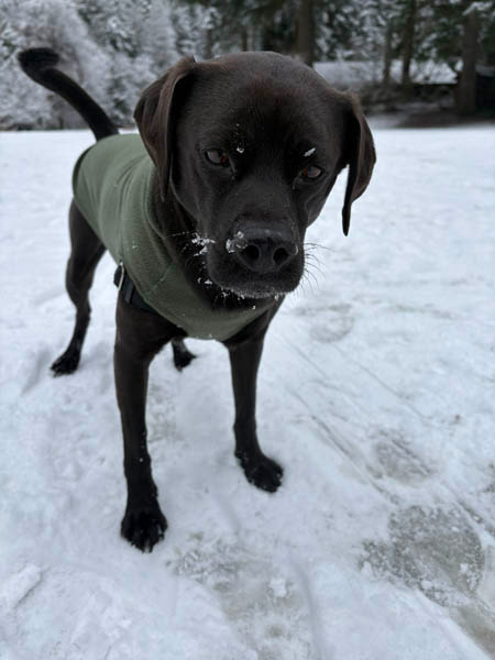 Sadie in the snow