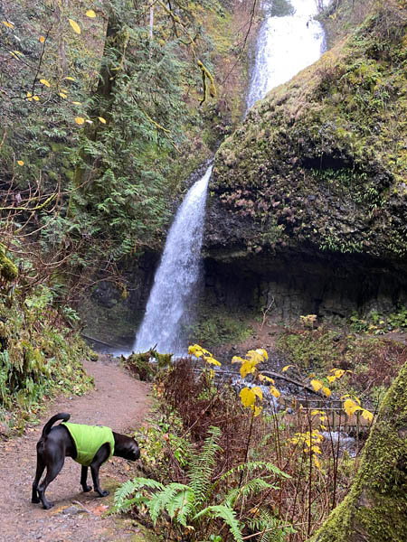 Sadie on a waterfall trail